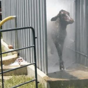 Cattle Spray Race