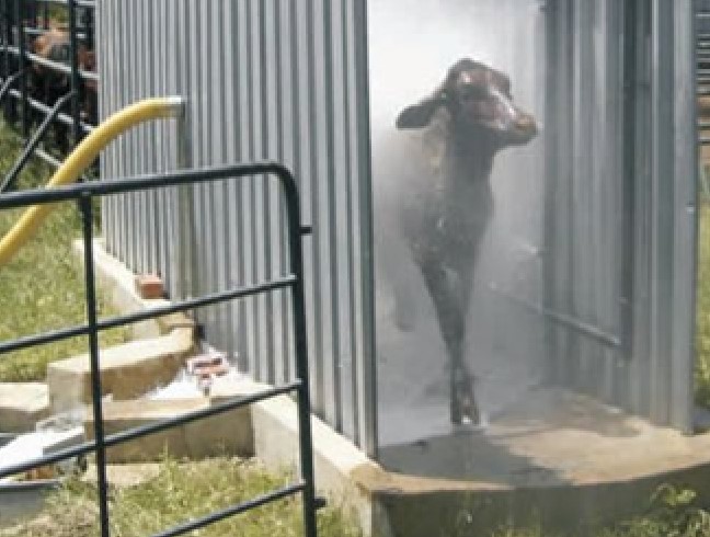 Cattle Spray Race